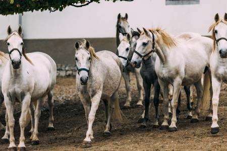 lipicanci, foto Luka Vovk Vižintin